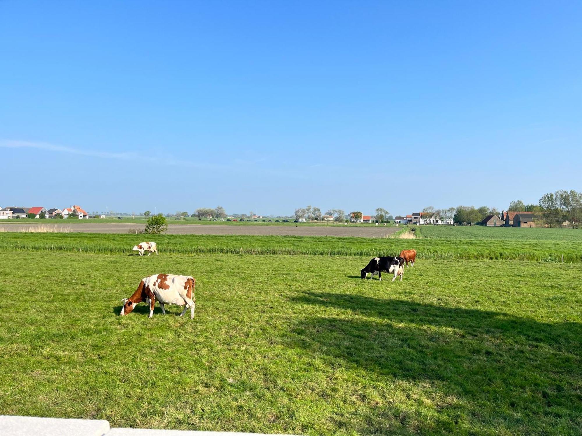 Beach Bungalow Green Villa Middelkerke Bagian luar foto